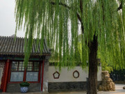 Nhà đẹp - Giàu hay nghèo hãy nhìn cây trước cửa, thấy những cây này nên chặt sớm kẻo hao tài