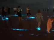 Clip Eva - Clip: Nước biển bất ngờ phát sáng đầy mê hoặc ở Australia