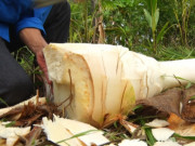 Tiêu dùng - Thứ xưa nhiều người vứt đi, giờ thành đặc sản vô cùng nổi tiếng, giòn sần sật ai cũng thích mê, 150.000 đồng/kg