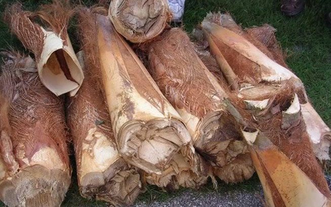 Củ hủ dừa chính là phần lõi non của ngọn cây dừa, cũng vì vậy mà nhiều người gọi đây là phần trái tim của cây dừa.