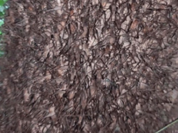 Lộc trời bò ra từ hốc cây, dân đi bắt về bán 500.000 đồng/kg thành đặc sản được dân thành phố ưa chuộng đến lạ