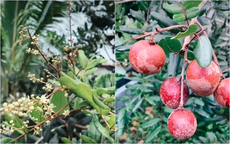 Ngoài giống hồng đặc biệt, ca sĩ 7x cũng khoe nhãn trong vườn. Cô viết: "Mùa kính thưa các loại nhãn đang về trong vườn nhà O Lệ".
