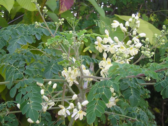 Loại lá xưa toàn rụng vứt đi, nay thành đặc sản giá 100.000 đồng/kg, trồng một cây trong nhà ăn quanh năm không hết - 4