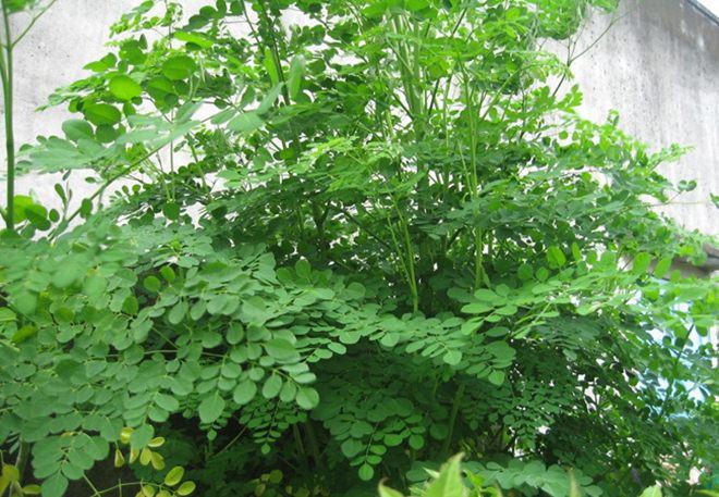 Loại lá xưa toàn rụng vứt đi, nay thành đặc sản giá 100.000 đồng/kg, trồng một cây trong nhà ăn quanh năm không hết - 5