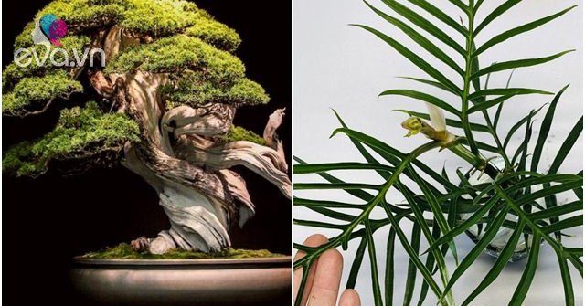 Gallery - Những loại cây trồng trong nhà tuy bé nhưng có giá cả tỷ đồng