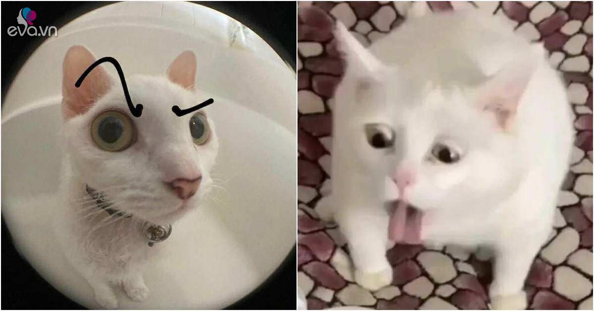 View - Biểu cảm hài hước của mèo, lưu ngay về máy để nhờ boss thay lời muốn nói