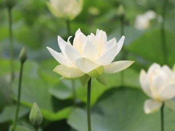 Phụ nữ thực sự ưu tú có 3 thói quen tốt này, bạn thì sao?