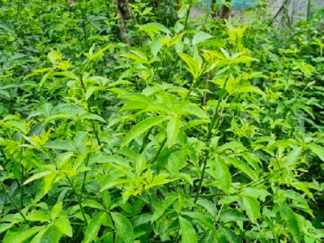 Nghề lạ ở Việt Nam: Loại cây mọc dại nay thành nhân sâm trong sách đỏ, dân trồng hái ngọn bán, lãi 1,5-2 triệu/tuần