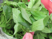 Tiêu dùng - Loại rau dại xưa toàn nhổ vứt đi, cho trâu ăn, nay thành đặc sản lạ dân thành phố ưa chuộng đến lạ vì ngon, 70.000 đồng/kg