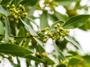 Nhà đẹp - Thứ lá này giá 400.000 đồng/kg, trồng một chậu vừa ăn vừa làm thuốc, làm cảnh, cầu bình an tài lộc cho gia đình