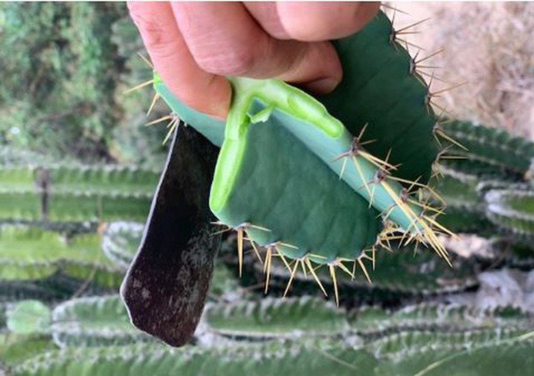 View - Loại cây trồng làm cảnh, tưởng không ăn được, nay thành đặc sản ngon và bổ dưỡng nổi tiếng khắp vùng, 25.000 đồng/kg