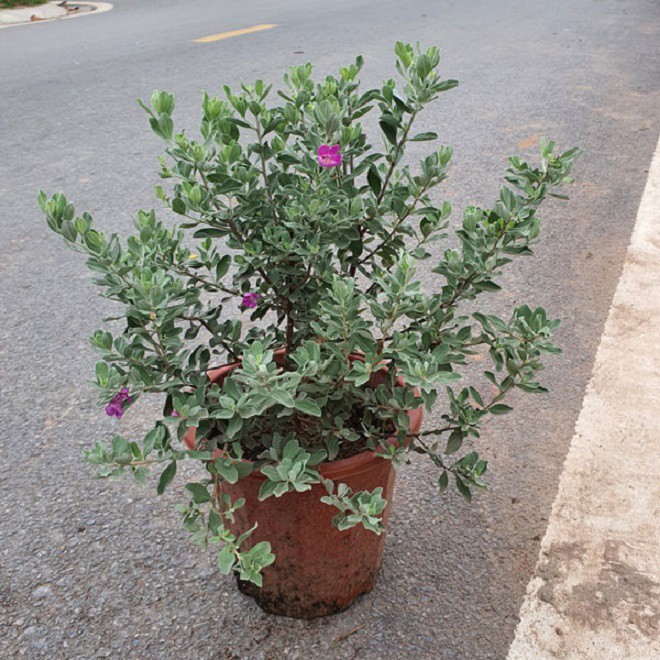 Loài hoa này có tên “rất kêu”, cắm cành vào đất 2 tháng liền bén rễ, không cần chăm hoa vẫn nở liên tục - 5