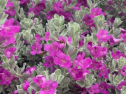 Nhà đẹp - Loài hoa này có tên “rất kêu”, cắm cành vào đất 2 tháng liền bén rễ, không cần chăm hoa vẫn nở liên tục