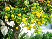 Tin tức - Nghề lạ ở Việt Nam: Trồng loại cây nhập khẩu ra quả vàng sai trĩu trịt, bán quả và cây bonsai làm cảnh, cung không đủ cầu