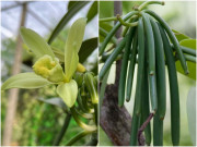 Nhà đẹp - Loài lan đặc biệt có hoa thơm, được trồng lấy quả bán giá 20 triệu đồng/kg vẫn đầy người săn đón