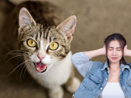 Đêm nào "boss" mèo cũng kêu oe oe sởn gai óc, hoá ra có thể khắc phục bằng 4 bước huấn luyện