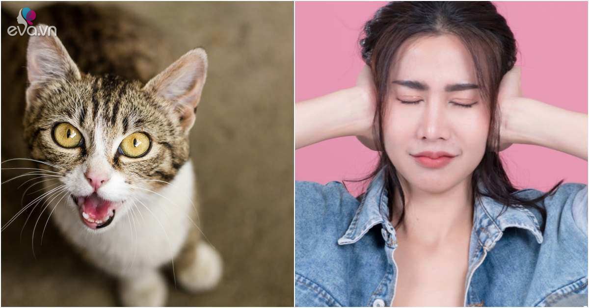 Đêm nào boss mèo cũng kêu oe oe sởn gai óc, hoá ra có thể khắc phục ...