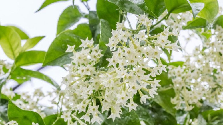 Loài hoa càng về đêm càng thơm, xa trăm mét vẫn ngửi thấy mùi, vừa thơm nhà vừa đuổi côn trùng cực tốt - 1