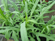 Nhà đẹp - Loại rau dại xưa toàn nhổ vứt đi, nay thành đặc sản giá 130.000 đồng/kg, trồng tại nhà vừa ăn vừa là “thần dược” chữa bệnh