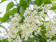 Nhà đẹp - Loài hoa càng về đêm càng thơm, xa trăm mét vẫn ngửi thấy mùi, vừa thơm nhà vừa đuổi côn trùng cực tốt