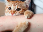 Clip Eva - Người đàn ông tử vong sau hơn 3 tháng bị mèo cắn