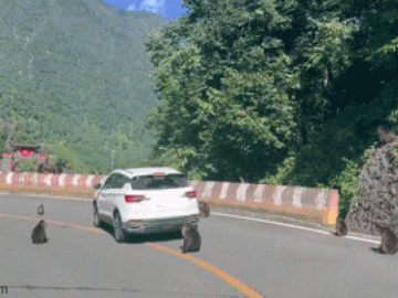 Clip: Kinh ngạc đàn khỉ dùng chiến thuật lạ bao vây ô tô