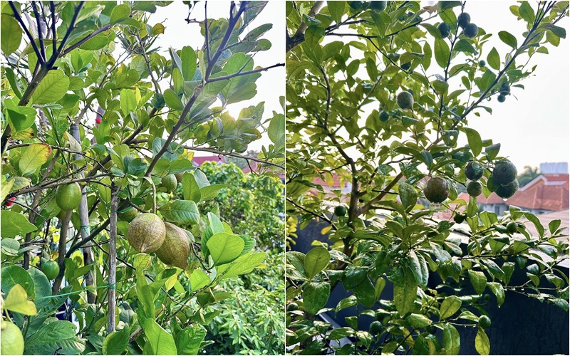 Trong đó, vườn nhà Diệp Bảo Ngọc có nhiều cây trái sum suê, có cả chanh vàng Nam Phi  lẫn chanh ta.
