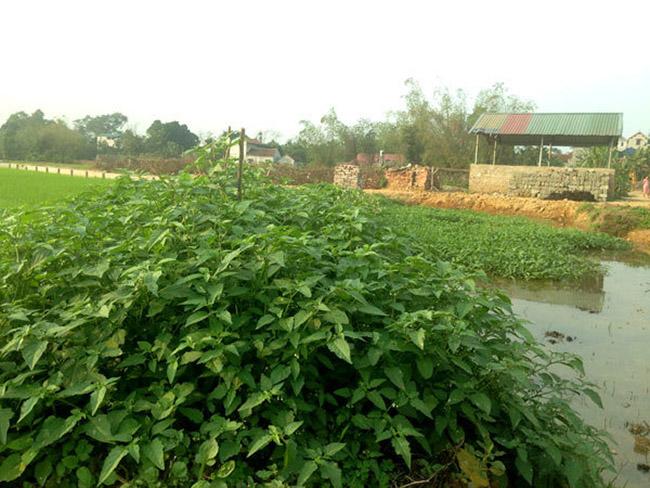 Loại rau dại mọc đầy bờ ruộng mương, trước không ai ăn nay là đặc sản được săn lùng mua, giá 80.000 đồng/kg - 8