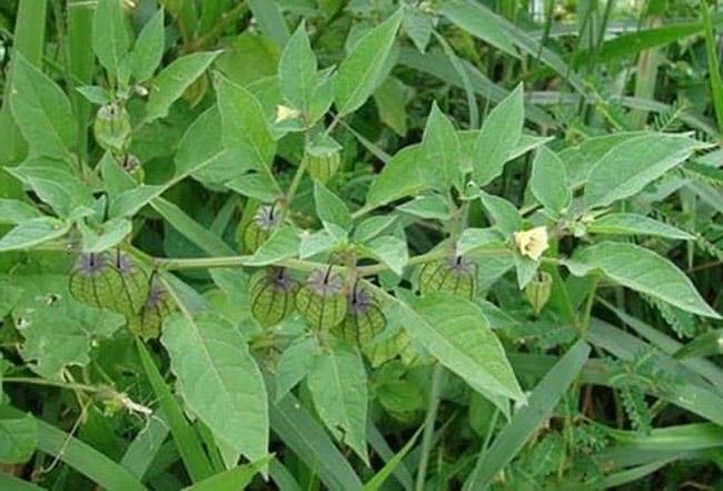 Loại rau dại mọc đầy bờ ruộng mương, trước không ai ăn nay là đặc sản được săn lùng mua, giá 80.000 đồng/kg - 3