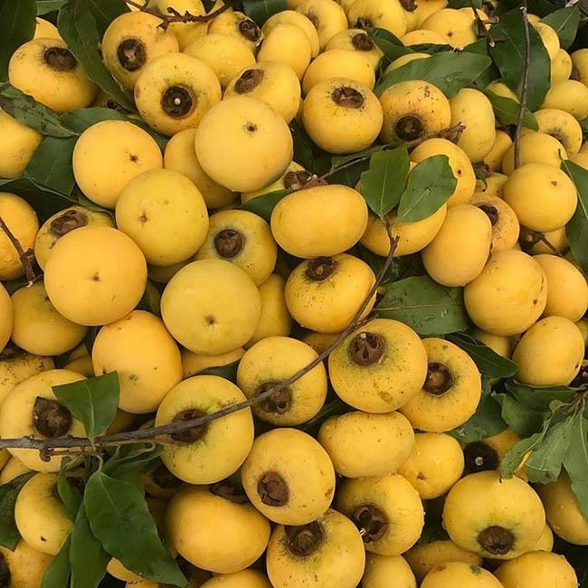 Loại quả chỉ dùng để ngửi xưa rồi, giờ dân buôn chặt cả cành đi bán như hoa, giá lên tới gần 1 triệu đồng/cành - 1