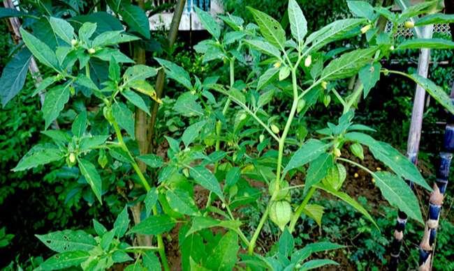 Loại rau dại mọc đầy bờ ruộng mương, trước không ai ăn nay là đặc sản được săn lùng mua, giá 80.000 đồng/kg - 4