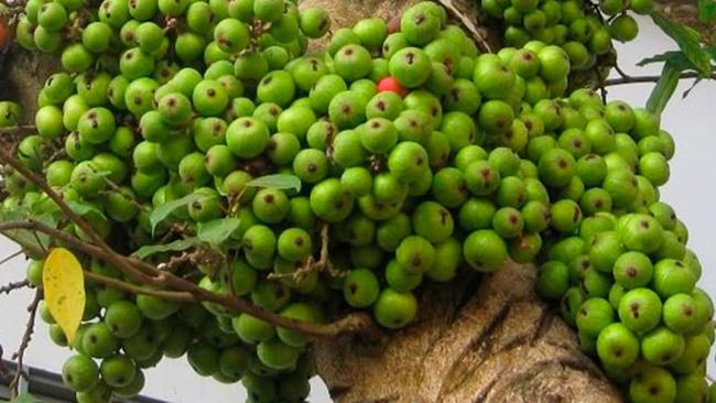 Loại quả ở quê mọc đầy đường vứt đi chả ai tiếc, nay lên thành phố trở thành mặt hàng đắt đỏ, giá 200.000 đồng/kg - 1