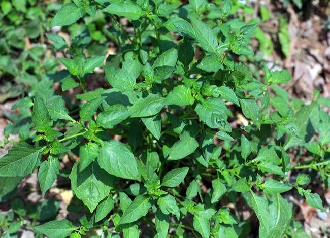 Loại rau dại mọc đầy bờ ruộng mương, trước không ai ăn nay là đặc sản được săn lùng mua, giá 80.000 đồng/kg - 1