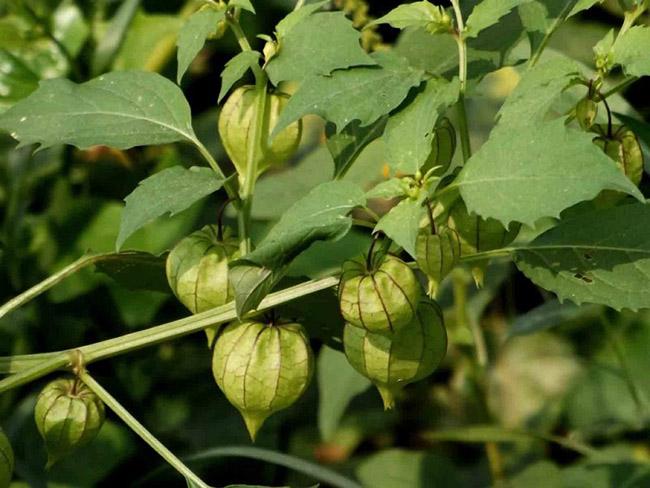 Loại rau dại mọc đầy bờ ruộng mương, trước không ai ăn nay là đặc sản được săn lùng mua, giá 80.000 đồng/kg - 5