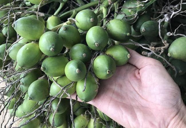 Loại quả rẻ tiền ở Việt Nam sang nước ngoài bỗng có giá tăng gấp hàng chục lần, người dân kiếm chục triệu dễ như bỡn - 3