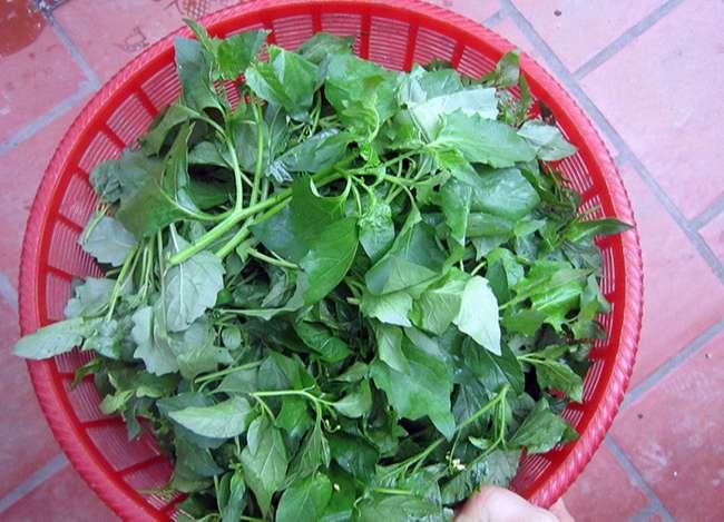 Loại rau dại mọc đầy bờ ruộng mương, trước không ai ăn nay là đặc sản được săn lùng mua, giá 80.000 đồng/kg - 2