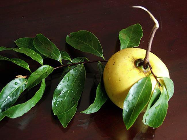 Loại quả chỉ dùng để ngửi xưa rồi, giờ dân buôn chặt cả cành đi bán như hoa, giá lên tới gần 1 triệu đồng/cành - 5