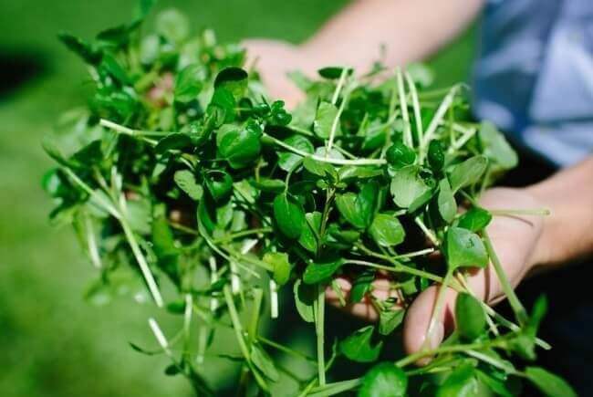 Loại rau 30.000 đồng/kg được công nhận lành mạnh nhất thế giới bán đầy chợ Việt rất tốt cho bà bầu