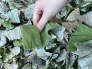 Lifestyle - Lá này trước toàn vứt đi, nay lại là hàng hot bán đến 400.000 đồng/kg, người trồng bội thu