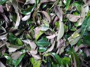 Lifestyle - Thứ lá này giá 100.000 đồng/kg, chỉ mọc tự nhiên chứ không trồng, có vị chua mát ăn rất ngon