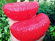 Lifestyle - Quả có ruột đỏ như máu giá 200.000 đồng/quả, nước láng giềng trồng rất nhiều, nhập về bao nhiêu hết bấy nhiêu