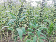 Bếp Eva - Người Trung Quốc gọi nó là “siêu thực phẩm”, canxi gấp 45 lần súp lơ, chợ Việt bán 70.000đ/kg