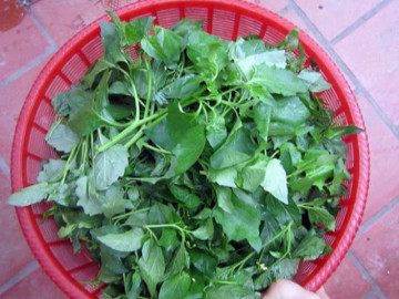 Loại rau dại mọc đầy bờ ruộng mương, trước không ai ăn nay là đặc sản được săn lùng mua, giá 80.000 đồng/kg