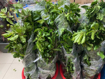 Loại quả chỉ dùng để ngửi xưa rồi, giờ dân buôn chặt cả cành đi bán như hoa, giá lên tới gần 1 triệu đồng/cành