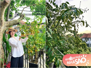 Diệp Bảo Ngọc khoe khu vườn chữa lành trên tầng cao đầy cây trái, bạn bè dí dỏm gọi Bà trùm nông sản
