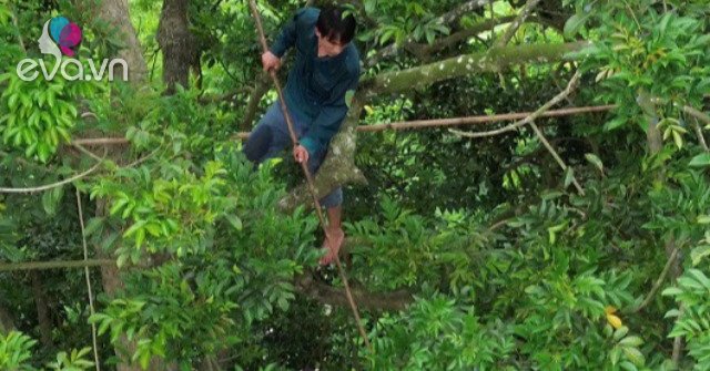 View - Nghề "vạch lá hái vàng đen” vào mùa, tiền công gần triệu đồng/ngày vẫn thiếu người làm