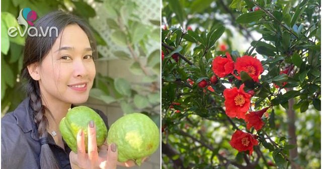 Thích mắt vườn cây trĩu quả trong biệt thự của Dương Mỹ Linh - 4
