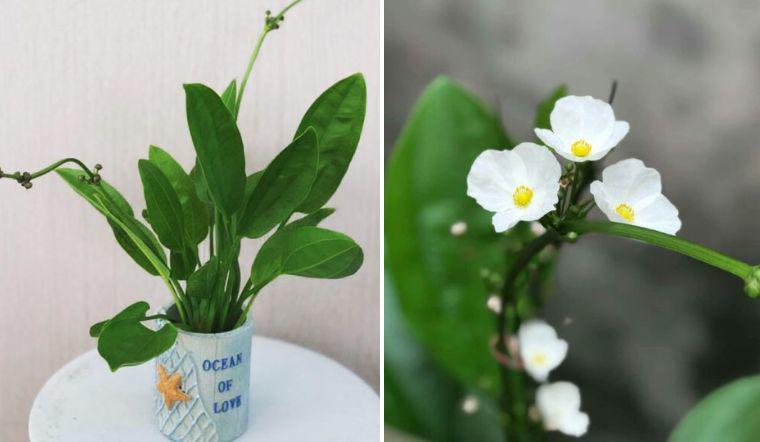 Loài hoa trắng muốt đẹp dịu dàng, trồng một chậu trước nhà gia tăng vượng khí, hút tài lộc - 1