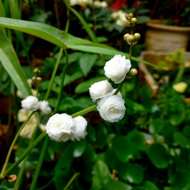 Loài hoa trắng muốt đẹp dịu dàng, trồng một chậu trước nhà gia tăng vượng khí, hút tài lộc - 4