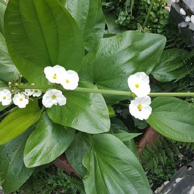 Loài hoa trắng muốt đẹp dịu dàng, trồng một chậu trước nhà gia tăng vượng khí, hút tài lộc - 3
